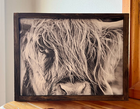 Highland Cow Close Up Black & White: 6x8 / Jacobean