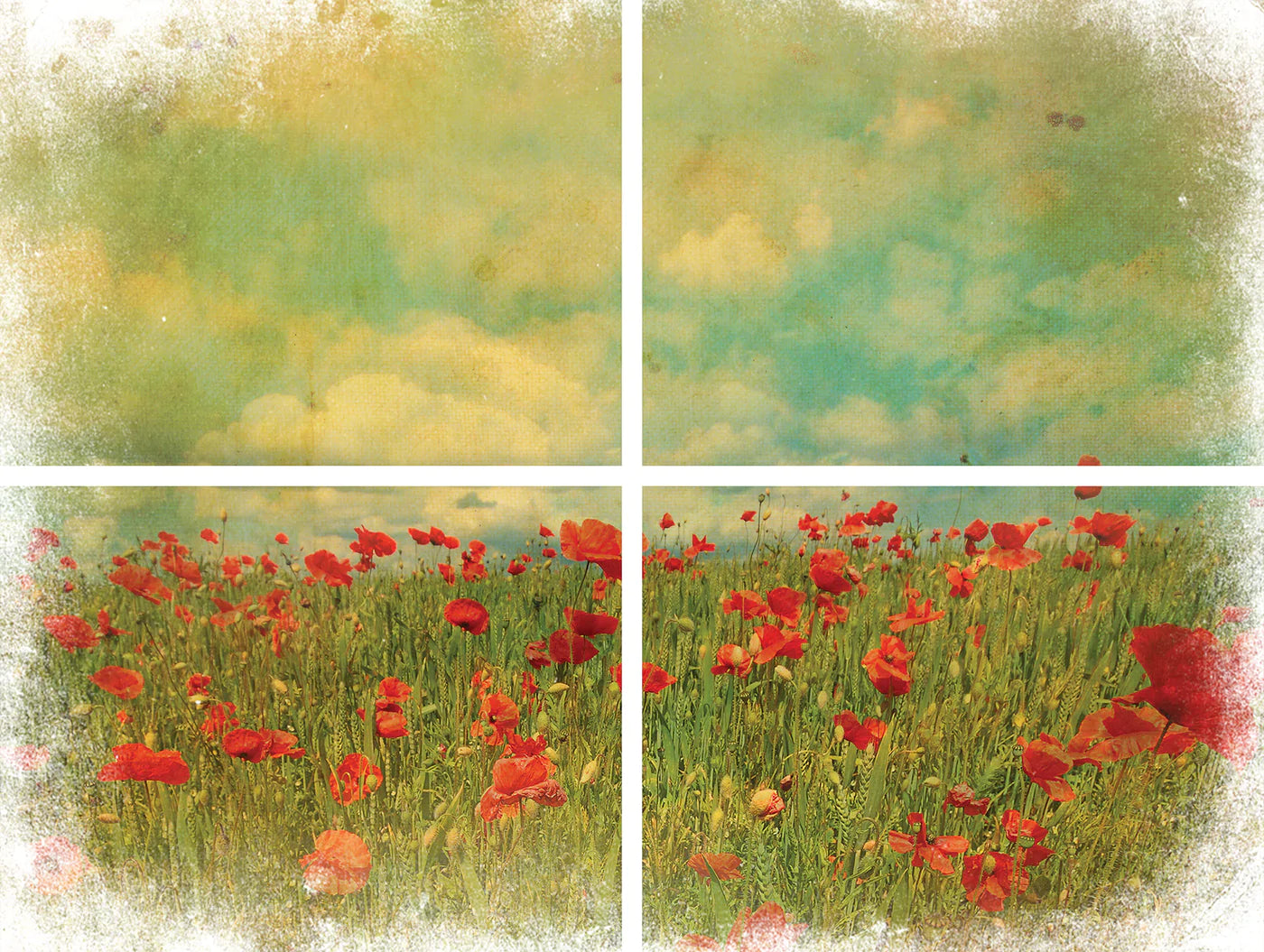 DBP Transfer Field of Flowers